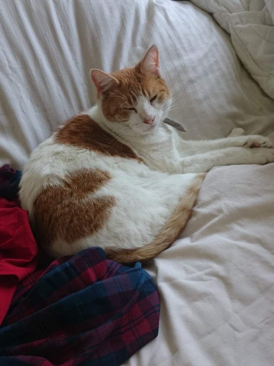 natepix1's tweet photo. No chance of Simba launching herself off the bed today after a night out on the tiles 🐱🏙🌛
#CatsOfTwitter #sleepy #nighthowler https://t.co/I2aIamT3g7