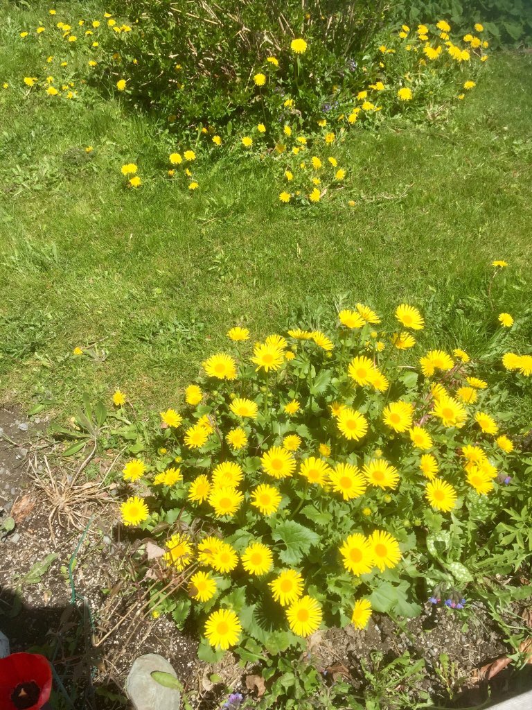 fabutton's tweet photo. A little mowing on my day off but I’m leaving the dandelion for the bees, despite raised eyebrows on a few fronts. I’m seeing a large number of bees in the garden and Leopards Bane seems to be helpful too. #BeesFirst https://t.co/8ao3lg0tD6