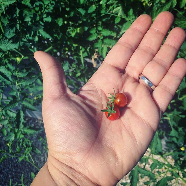 yes_moreplease's tweet photo. First two Mexican Midgets!!! 🎉Thank you to @nctomatoman for the seeds! I can wait for the bigger crop and make my first salsa with them! #tomatitos #liltomato #dwarftomatoproject https://t.co/8M26vfHS0y https://t.co/ZYElsCImRP