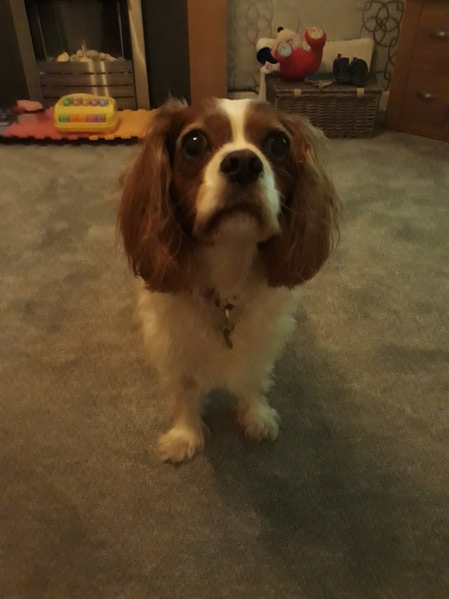 SneakyCavaliers's tweet photo. Mummy and her friend were drinking wine last night. Mummy sent this photo to daddy upstairs at midnight with the caption "Izzy wants to go to bed". Daddy came down and I ran upstairs onto mummy's pillow. Success! #igetwhatiwant #izzycav #cavpack https://t.co/QNti1SCRDA