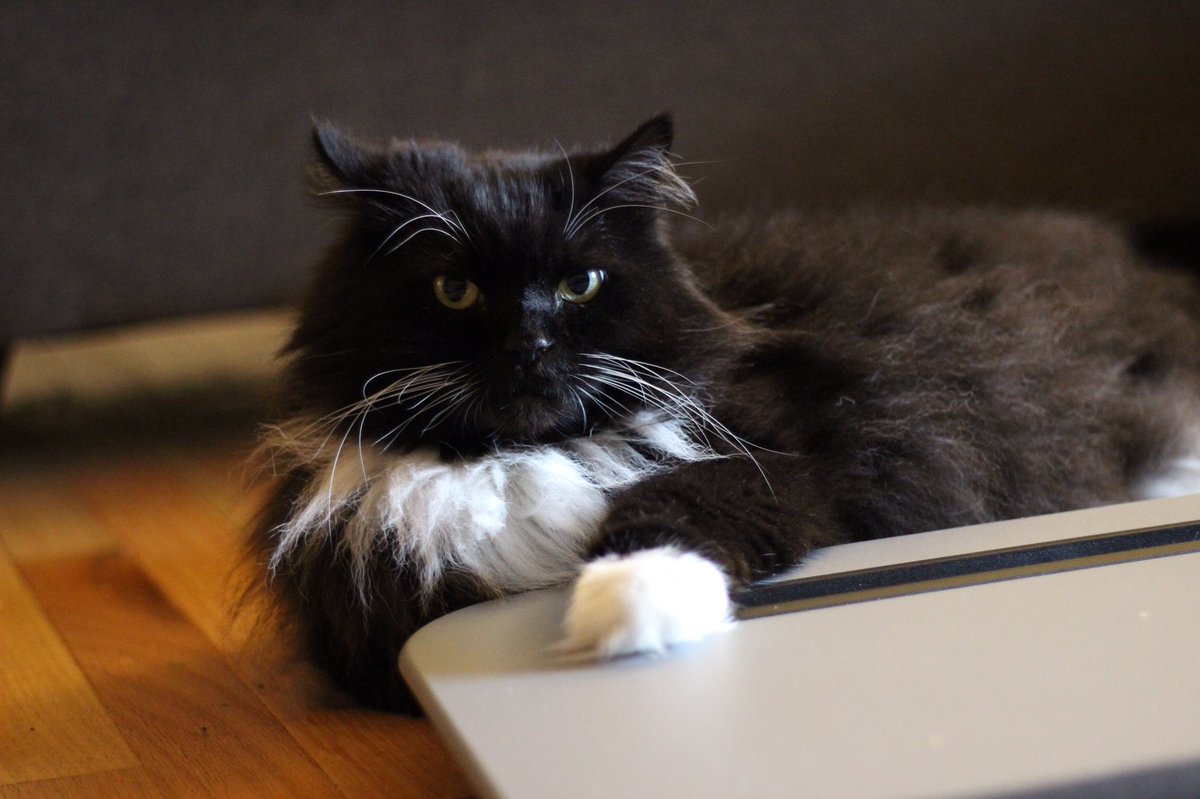 wilson_ryanp's tweet photo. Schroeder’s adoption day was Friday, but as we were out of town, I’m celebrating him today. He’s a lovable sourpuss, seen here protecting my lap desk (aka his bed when I’m not using it, and sometimes when I’d like to use it). https://t.co/Qe5PJE85cx