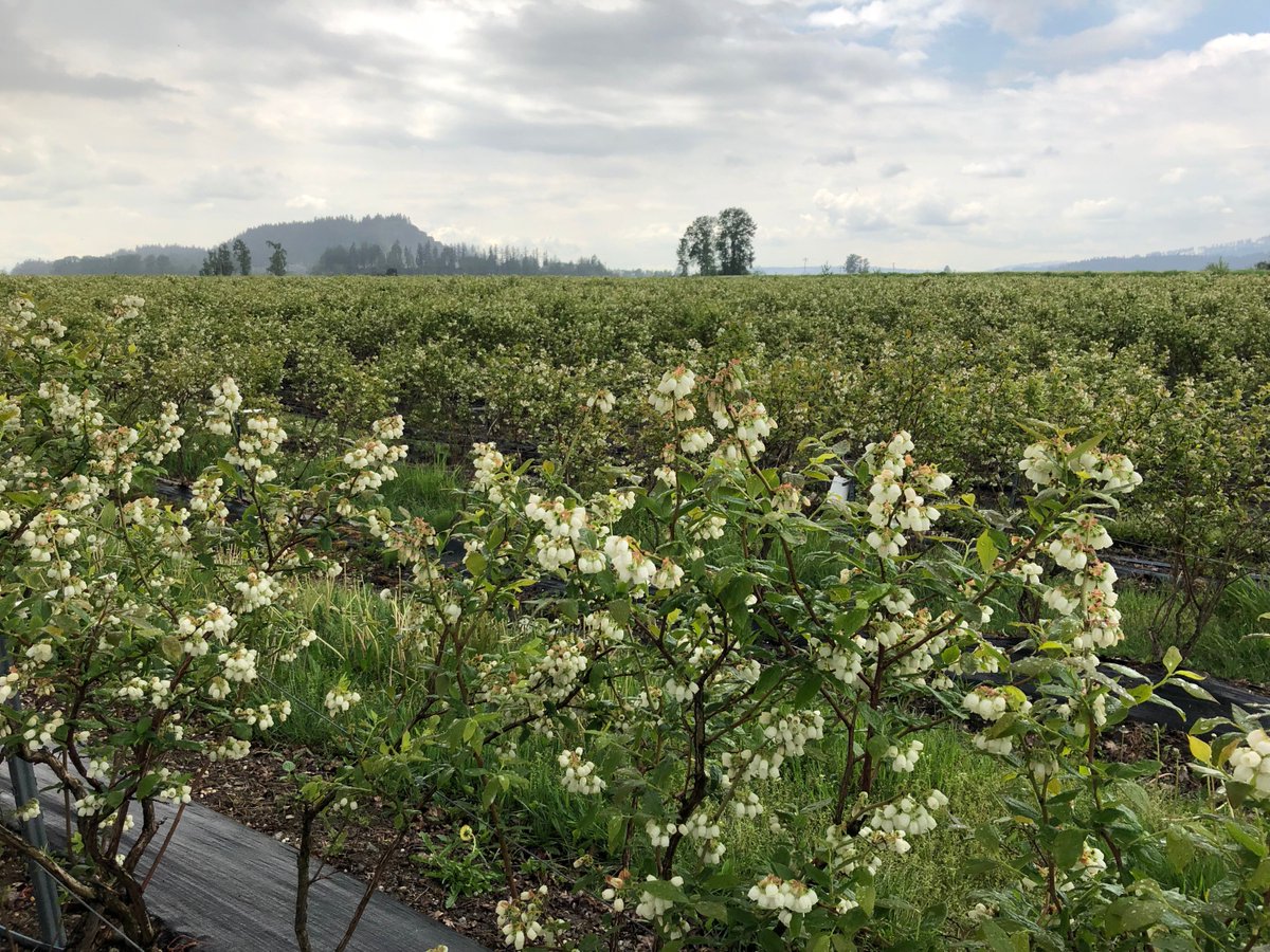 Oppy On Twitter Oppypeople Satri Jason Chris And Gagan