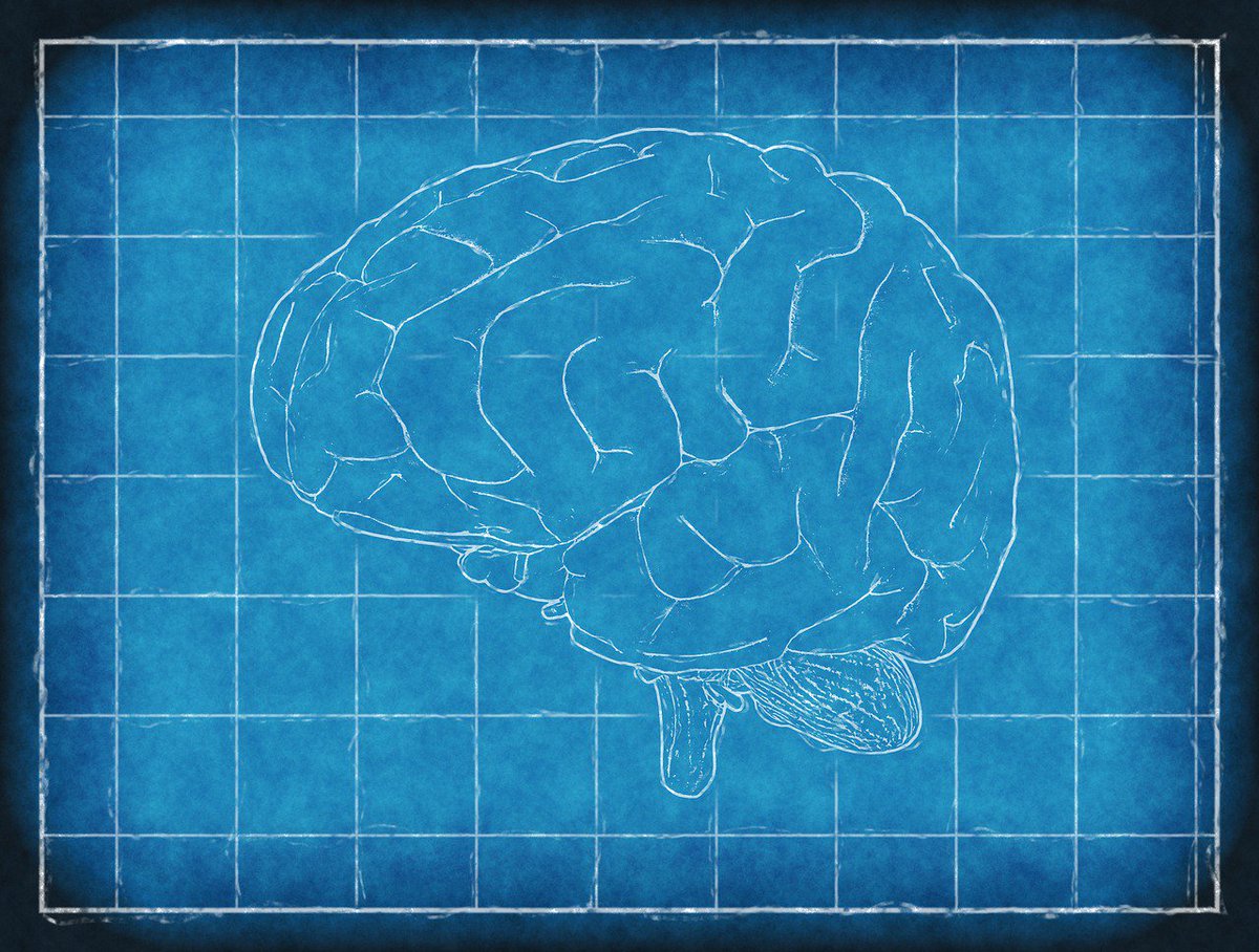 Clusters of human #brain cells can thrive inside mouse skulls, but as they get more complex they raise important ethical questions ow.ly/QT0y30kaD9G via <a href="/SignalsBlog/">SignalsBlog</a> <a href="/UofT/">University of Toronto</a> <a href="/salkinstitute/">Salk Institute</a>