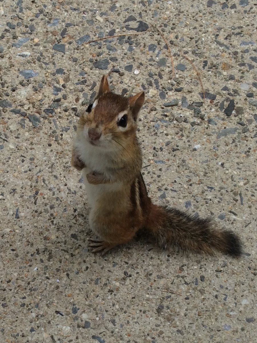 ThePineTreeShop's tweet photo. " Feed me , PLEASE " https://t.co/5yk9Ku21QH