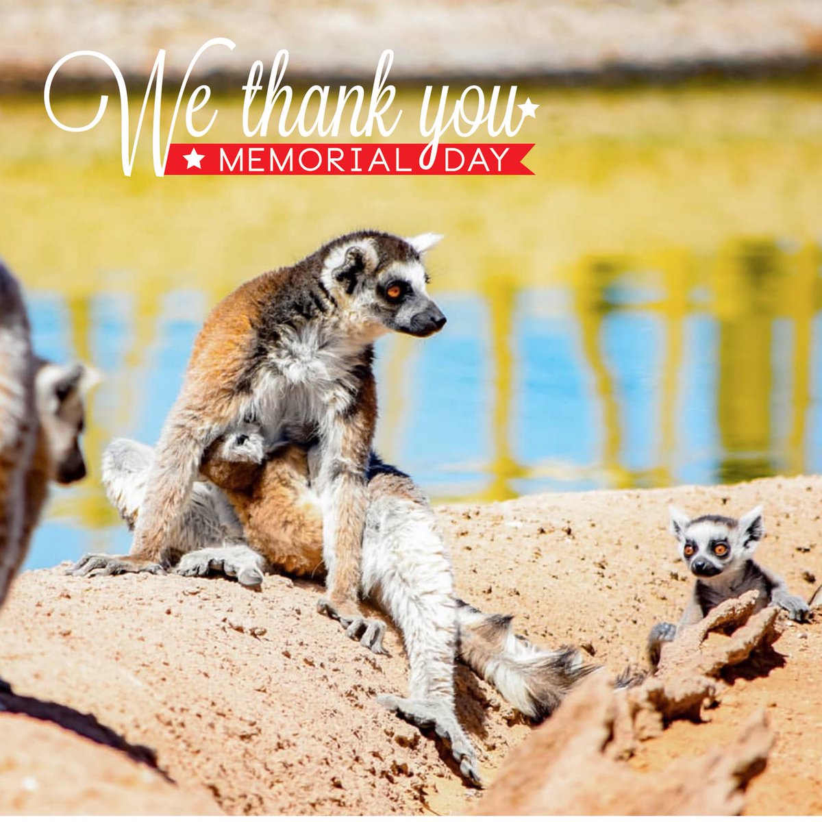 Happy Memorial Day from our family to yours. 
#NeverForget #MemorialDay #ringtailedlemurs
(📷credit: Marcella Smith)