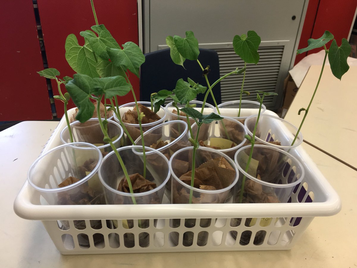 mrs_scott_1's tweet image. Ss were excited to track the growth stages of their very own bean plants. We used a calendar to count the days between planting the seed and the fully grown plant. Then we recorded our observations with a labelled drawing! #livingthings #elapsedtime #crosscurricularlearning