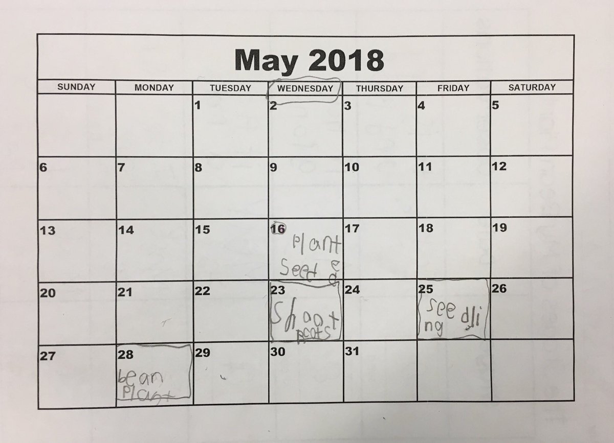 mrs_scott_1's tweet image. Ss were excited to track the growth stages of their very own bean plants. We used a calendar to count the days between planting the seed and the fully grown plant. Then we recorded our observations with a labelled drawing! #livingthings #elapsedtime #crosscurricularlearning