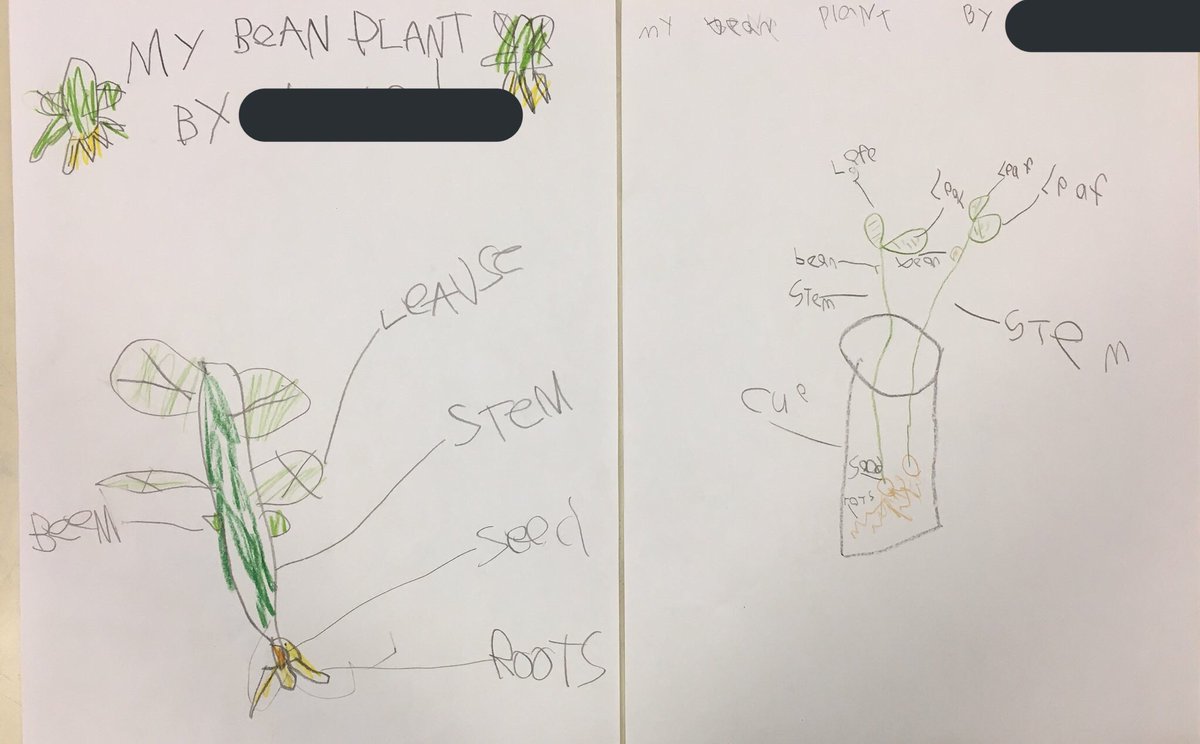 mrs_scott_1's tweet image. Ss were excited to track the growth stages of their very own bean plants. We used a calendar to count the days between planting the seed and the fully grown plant. Then we recorded our observations with a labelled drawing! #livingthings #elapsedtime #crosscurricularlearning