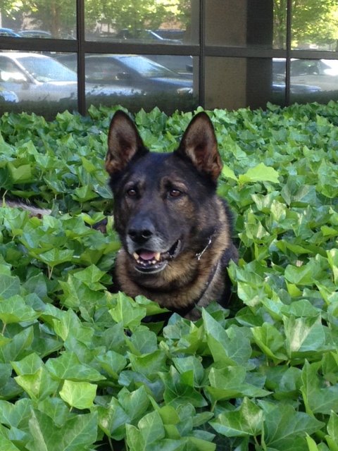 It's with a heavy heart that we inform everyone of retired K9 Officer Kahz's passing. Kahz served our community for 8 years with over 2,800 deployments. Kahz not only found 145 suspects, but he also found over 223,000 dollars in drug money.  Thank you for your service Kahz.