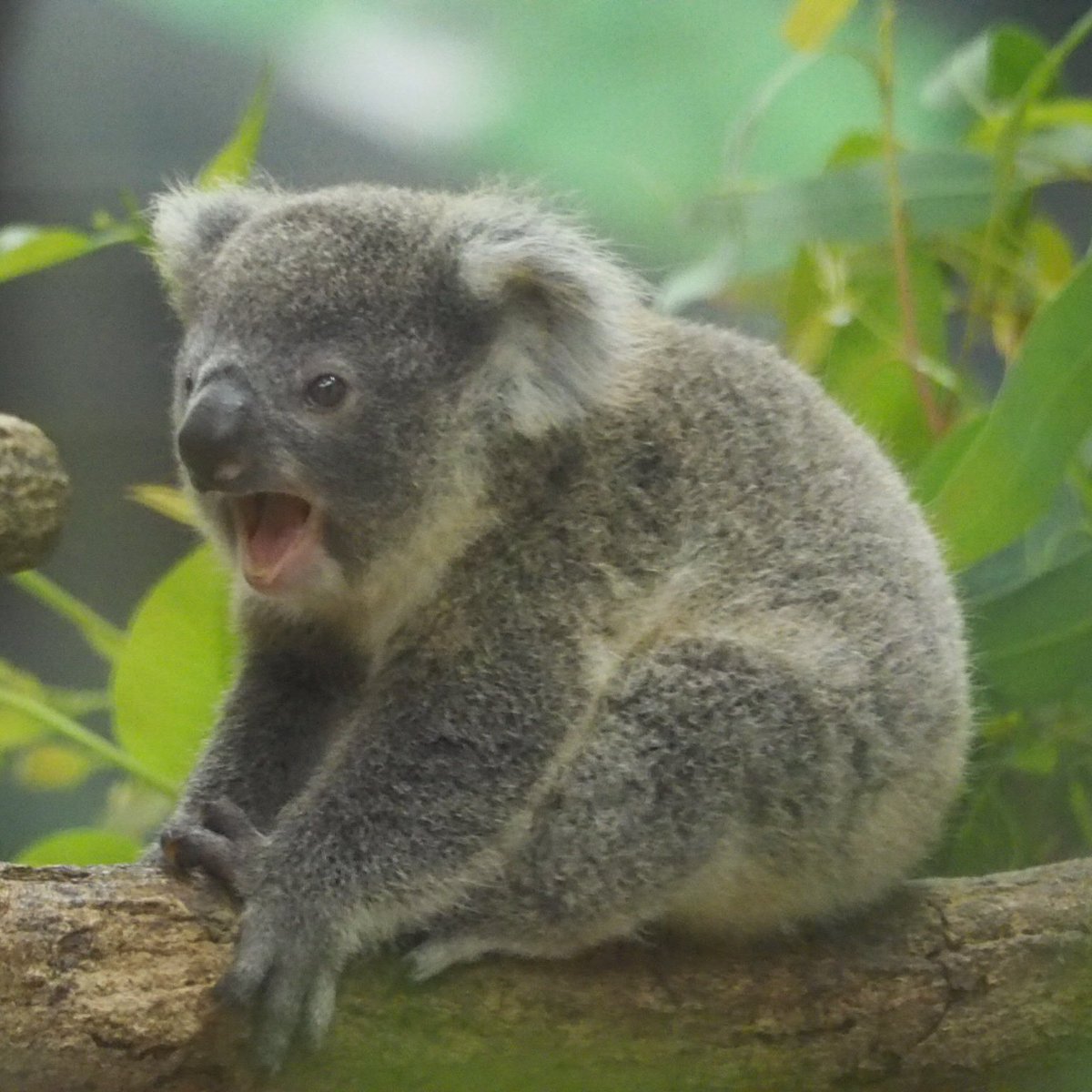 オレンジぱぴこ Twitterissa 朝は可愛いコアラたんから クインちゃんの子シャインくん Scz 埼玉県こども動物自然公園 コアラ