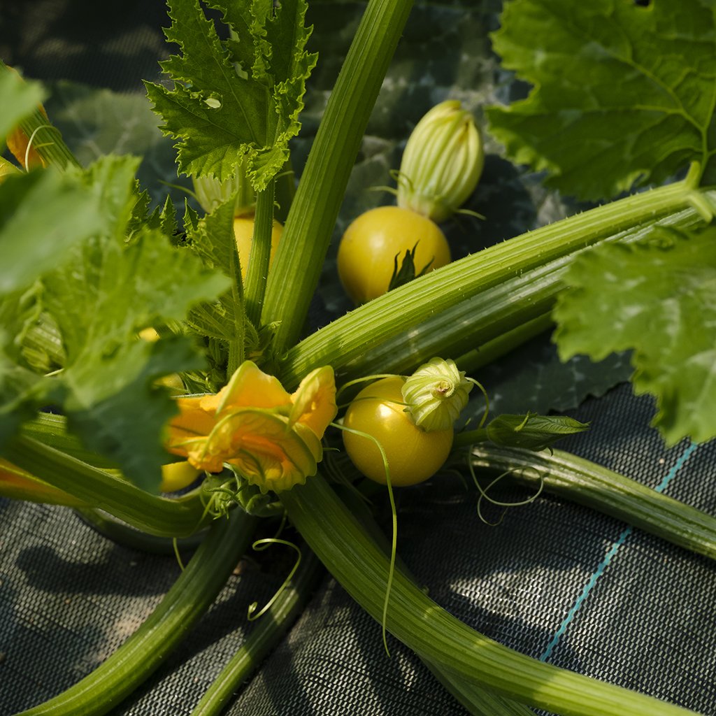 Grande nouvelle pour vos papilles ! Depuis le mois de janvier, nos amis <a href="/CoteauxNantais/">Côteaux Nantais</a> cultivent des légumes en #biodynamie à Rémouillé 🍅🍆En ce moment, on vous propose de découvrir leurs betteraves Chioggia et leurs courgettes rondes bit.ly/2kujSfl #nantes #local