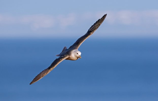 WildlifeMag's tweet photo. Top tips for spotting wildlife from a ferry

Make the most of your time on board: https://t.co/qRdY4fkOD5 
📷 David Tipling / Tim Stenton / Barcroft Media / Arterra / Getty https://t.co/Gj8k5gQpX8