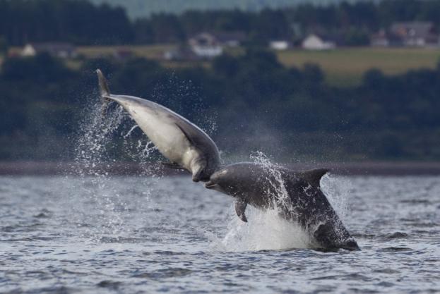 WildlifeMag's tweet photo. Top tips for spotting wildlife from a ferry

Make the most of your time on board: https://t.co/qRdY4fkOD5 
📷 David Tipling / Tim Stenton / Barcroft Media / Arterra / Getty https://t.co/Gj8k5gQpX8