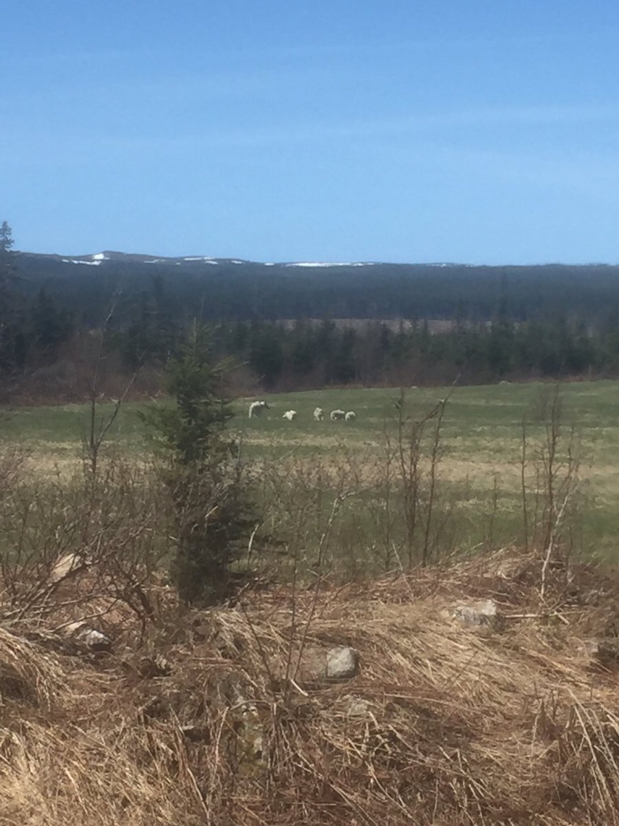 Lots of wildlife to see spreading today