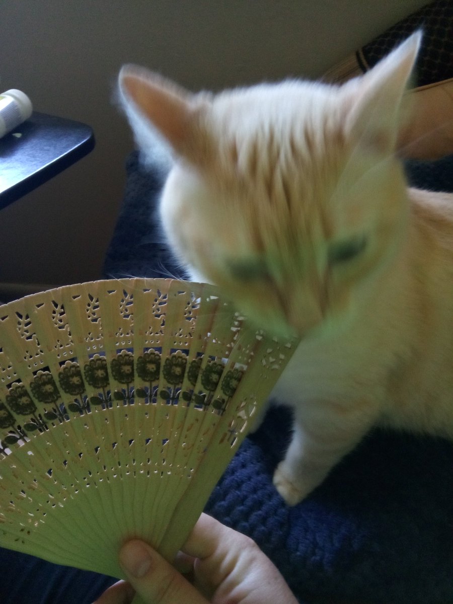 WatsonGoodKitty's tweet photo. I have sniffed this thing all over, and even tasted it, but I cannot figure where the wind comes from! Any ideas? https://t.co/IBruWZ3wF7
