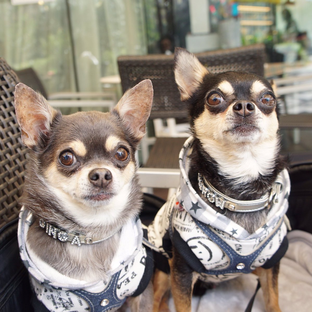 ぎんぴぃ 銀牙 珀狼 桜牙 V Twitter ドッグカフェでまったりタイム 熊犬 銀牙流れ星 銀ちゃんのパワフル日記 ブログ更新 T Co Wlhktvskwf Instagram Ginpi15 チワワ スムースチワワ Chihuahua 愛犬 可愛い チワワ画像 ブラックタン