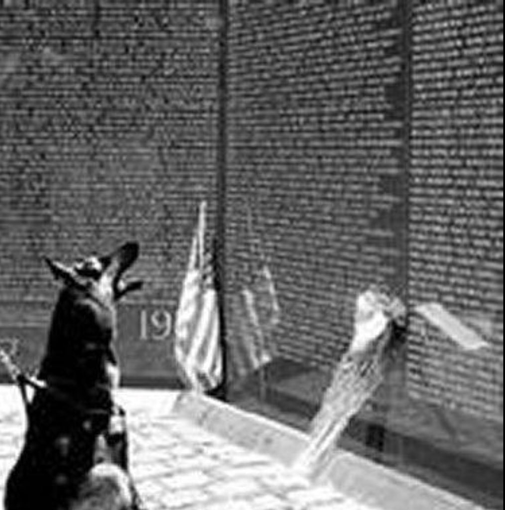 flutist_kim's tweet image. Remembering all who served &amp;amp; gave their lives. #MemorialDay2018 #AnimalsOfWar #DogsOfWar