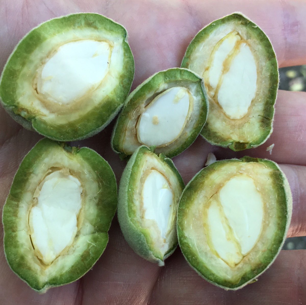 marc_suderman's tweet photo. Parlier, CA: #almonds all filled up! L-R: #nonpareil,#fritz,#monterey; nutrient applications now build bud development for ‘19 crop; feed w/ that in mind 4 best results; #CCAtip #caalmonds @agfaxwest @thealmonddoctor @ToddFitchette https://t.co/l53cYB0yO5