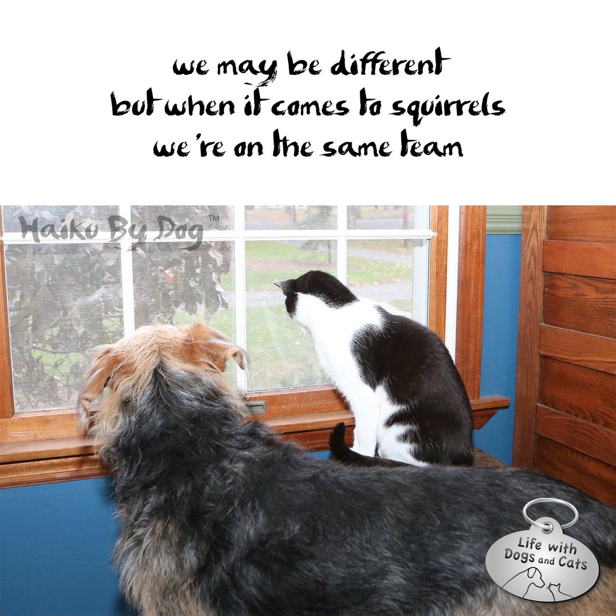 WithDogsAndCats's tweet photo. we may be different / but when it comes to squirrels / we're on the same team #HaikuByDog #Dog #HaikusDay #poetry #antisquirrel #dogsandcatsunite https://t.co/hoygh1PYXA