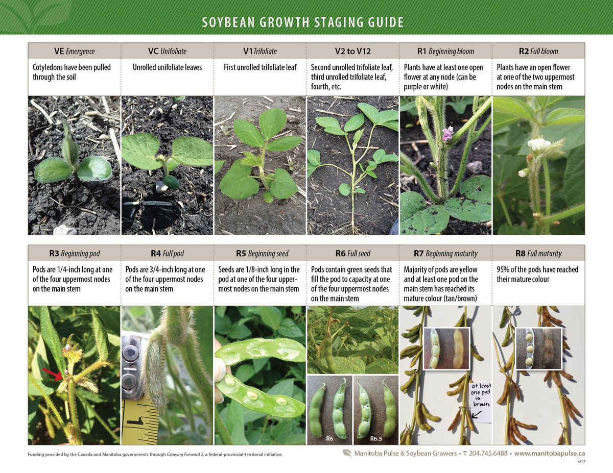MbPulseGrowers's tweet image. Are you wondering about the best time to roll soys post emergence? According to @UMNExt, aim for the 1st trifol/V1 stg to ensure all soys are past the hook/ground crack stg &amp;amp; not yet at 3rd trifol/V3—both susceptible to breakage &amp;amp; yld loss. More info: bit.ly/2rGVbAr