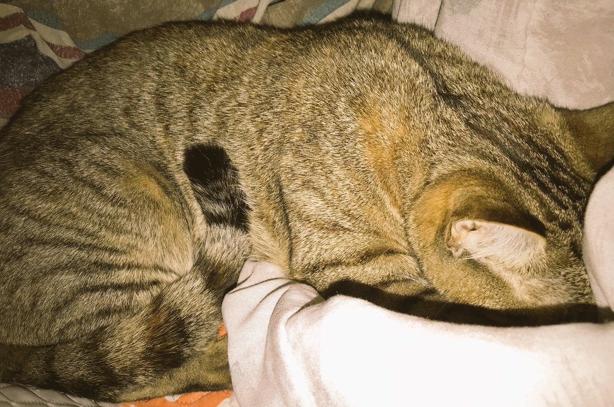 shadowandluna's tweet image. #Alberto has us like...
#MakeTheRainStop 😿😾