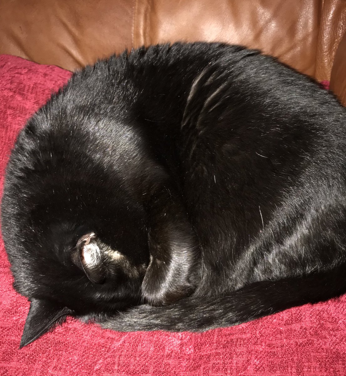 shadowandluna's tweet image. #Alberto has us like...
#MakeTheRainStop 😿😾