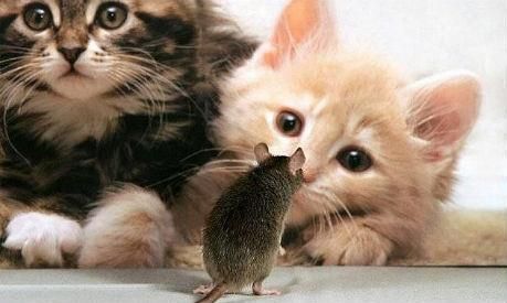 MessagePanda's tweet image. "They say dolphins are the second smartest animal after humans, but I've never seen a dolphin with a face tattoo"