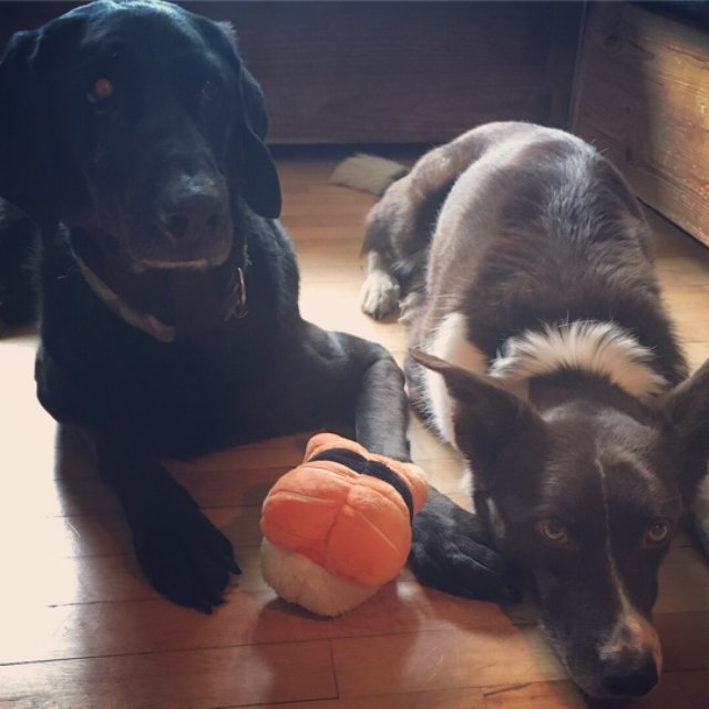 ChaChaCakes's tweet photo. Bella and Jack are sharing the π£ sushi toy from @barkbox πΆπΆ. They were annoyed at me for making them stop to pose for a πΈ #sorrypups Find our more here https://t.co/MKqo5775HG #complimentary #contest @influenster https://t.co/K6sSQwPEw4