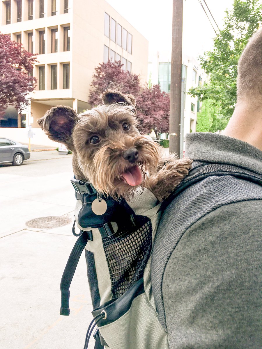 Let's go! New mode of travel for the #SchnauzerGang! #betterview #dogbackpack #DogsOfTwitter #DogCelebration #dogslife