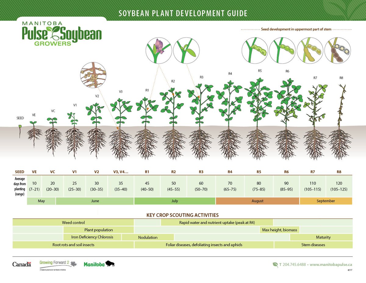 MbPulseGrowers's tweet image. Are you wondering about the best time to roll soys post emergence? According to @UMNExt, aim for the 1st trifol/V1 stg to ensure all soys are past the hook/ground crack stg &amp;amp; not yet at 3rd trifol/V3—both susceptible to breakage &amp;amp; yld loss. More info: bit.ly/2rGVbAr