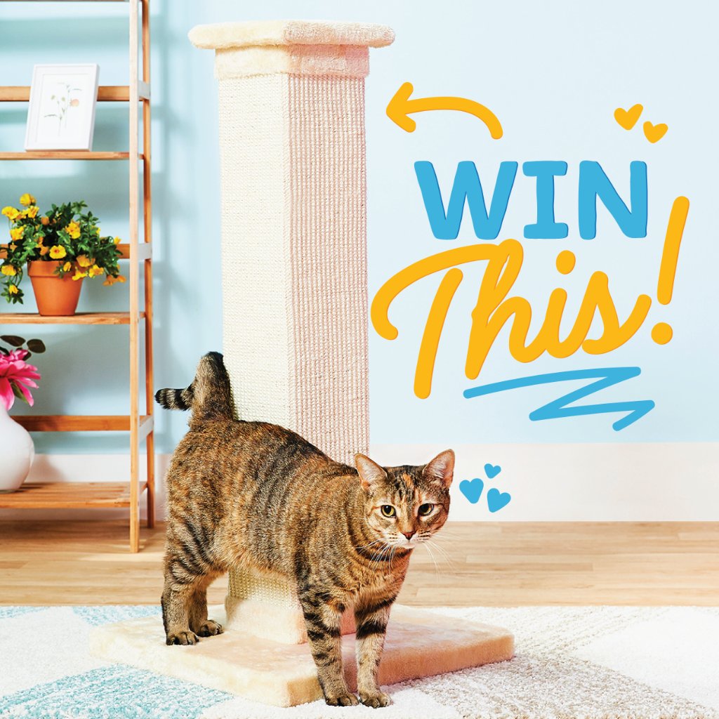 cat scratching post chewy