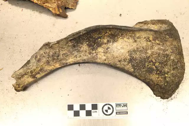 CodyCrawfordBio's tweet photo. Hey #bone #mammal twitter, does anyone know what animal this scapula is from? I've come up w/nothing. It's likely from a pacific ocean mammal, but it could be from anywhere. It's 28.5 cm long and 13.1 cm wide. Any help is appreciated! #osteology #museum #uimnh #biology https://t.co/Lw8G0Nmos8