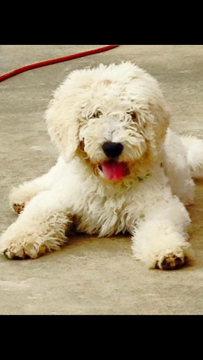 designer dog breed registry