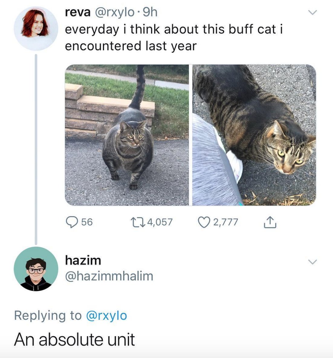 MensHumor's tweet photo. That cat could kick my ass. https://t.co/0MmqAskaAY