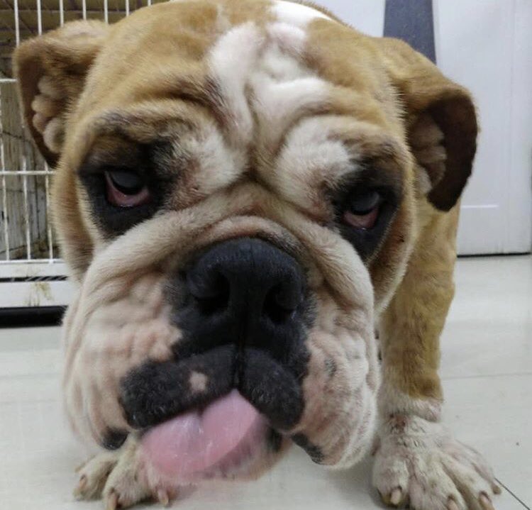 Doggy911rescue's tweet photo. SHS’s lovely bulldog rescue sums up how the Doggy911 team feel about Mondays! 🙈

Tweet us your dog’s Monday face... who has the grumpiest pup? 💙

#MondayMotivaton #RescueDog #AdoptDontShop #AnimalRights #Bulldog #AnimalAdvocates #StopYulin #EndMeatTrade #Belfast #Anipals https://t.co/zlA6VMU8x8