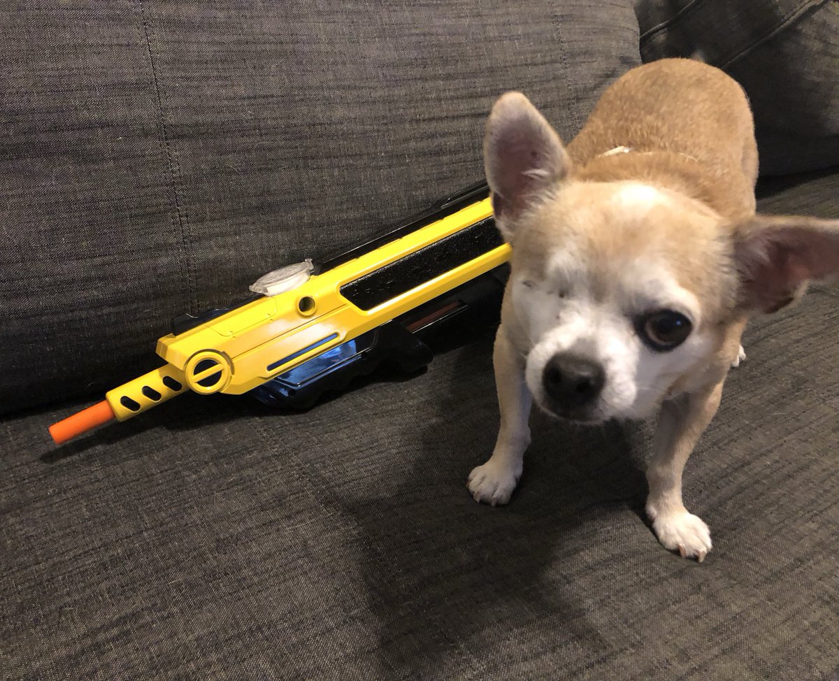 chiROOhua's tweet photo. Safety first this mosquito season...you don’t want to shoot your eye out! @bugasalt #seewhatididthere 😂 #oneeyedchihuahua https://t.co/NzhgY7poUG