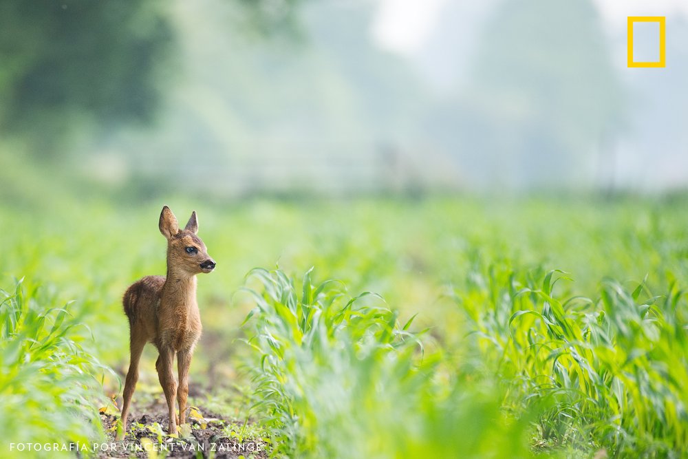 Un pequeño ciervo explora el bosque.