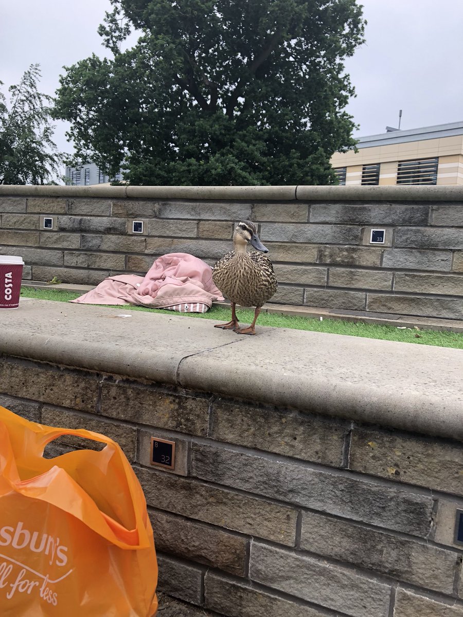 LovesLaboursLo1's tweet photo. The ducks are forming the audience this Bank Holiday Monday for rehearsals #loveslabourslost #Shakespeare @bathspalive @SparkFestBath https://t.co/ag1gBgAvbw