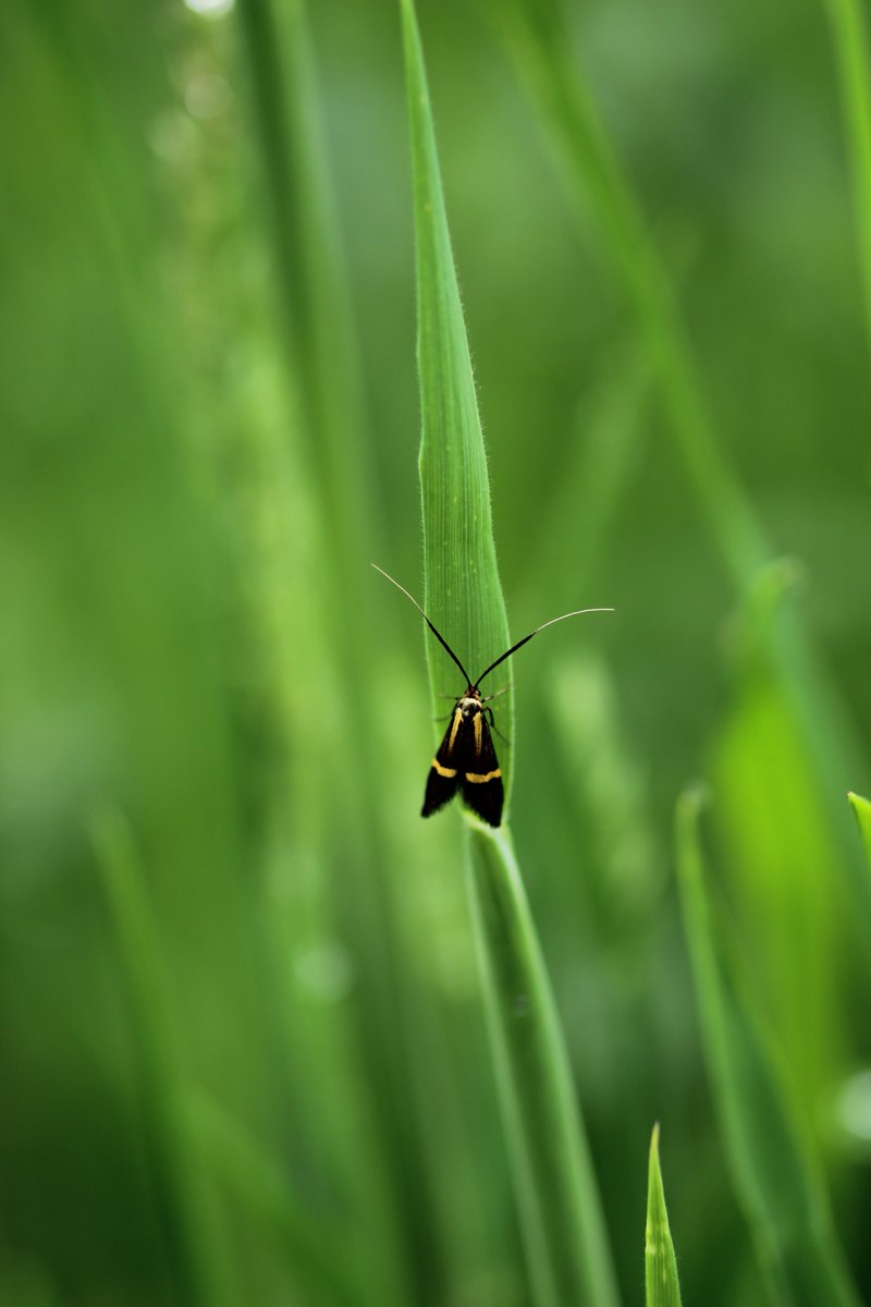 Pretty little micro moth hanging out in the grass at Popesmeadow- unsure if female Nemophora degeerella...@MothIDUK
