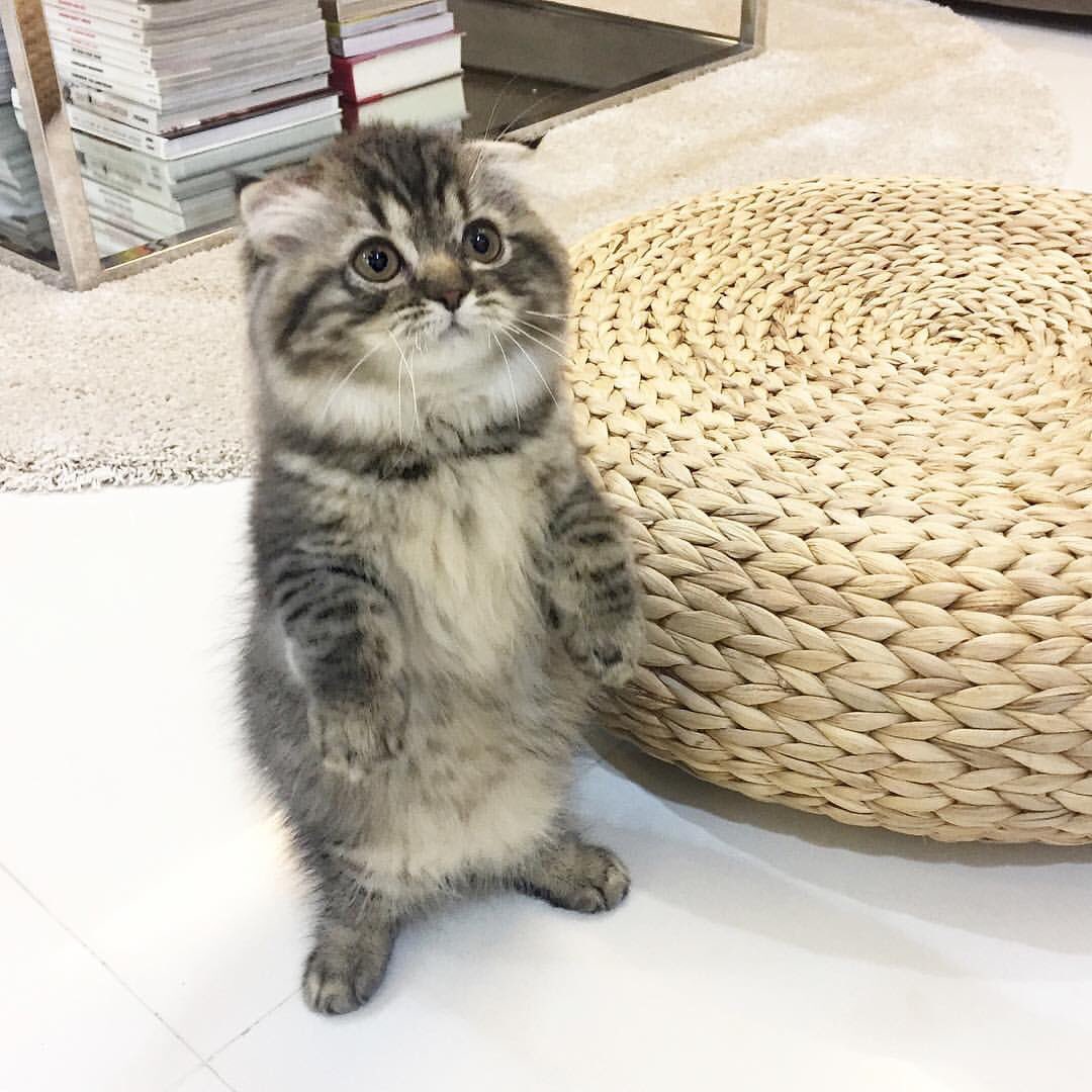 bunnyimhc's tweet photo. when I ask who ate all the marshmallows ... #fluffy #pets #catlover https://t.co/OFYo0RSize