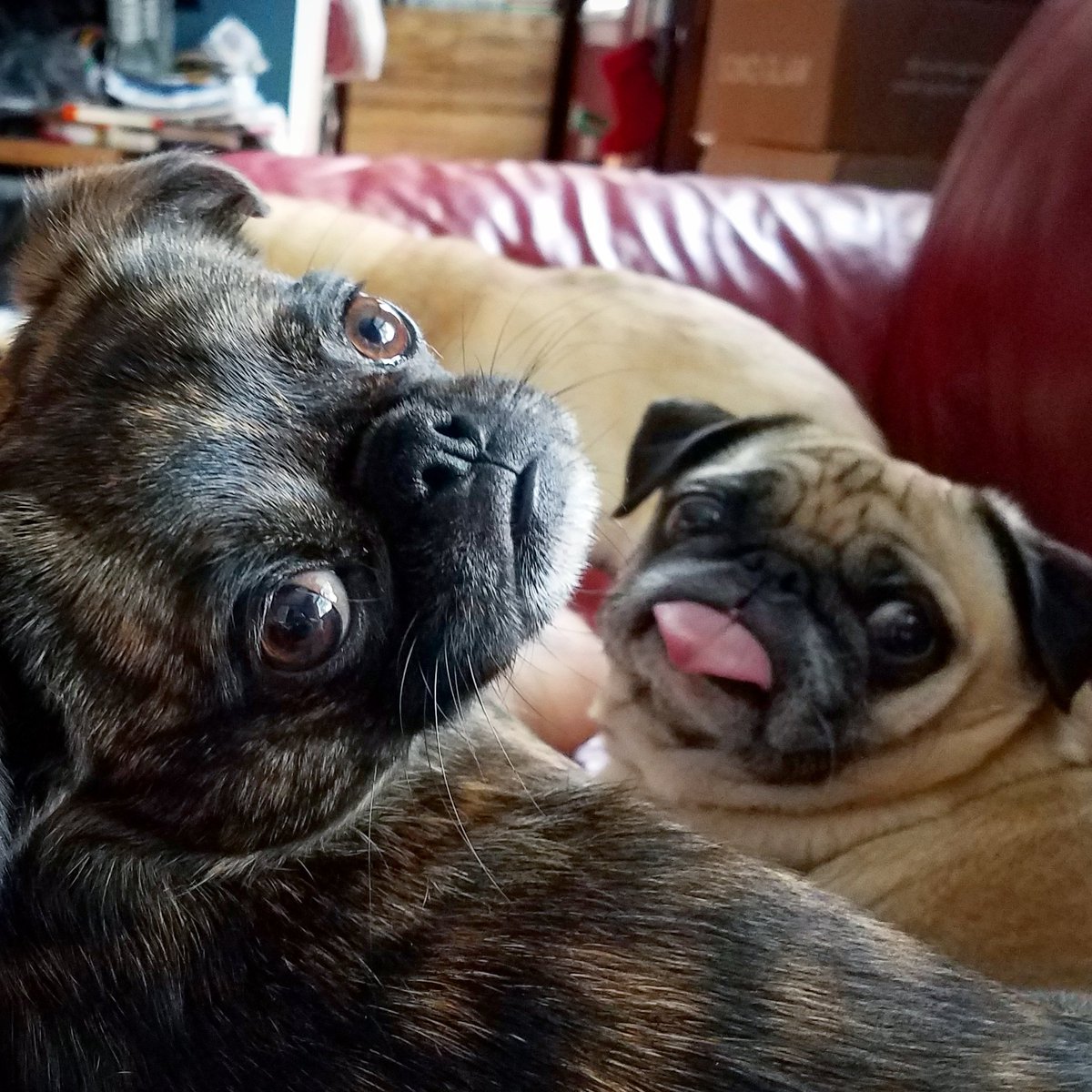 Flora Ahn tweet media