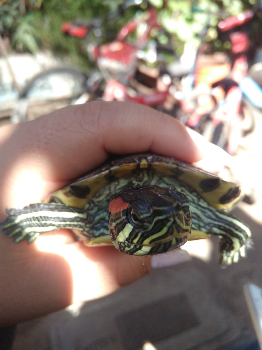 Natittaa's tweet photo. Mi bella tortuga 😍 https://t.co/3uK2bfnEUf