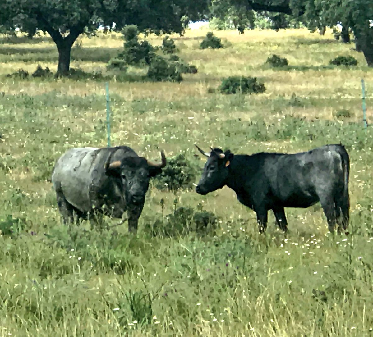 anaromerosj's tweet photo. Hoy he ido a #lasTiesas de @victorinotoros y he saludado a #Cobradiezmos qué estaba con su lote de cubrición https://t.co/7mpc0fQjrL