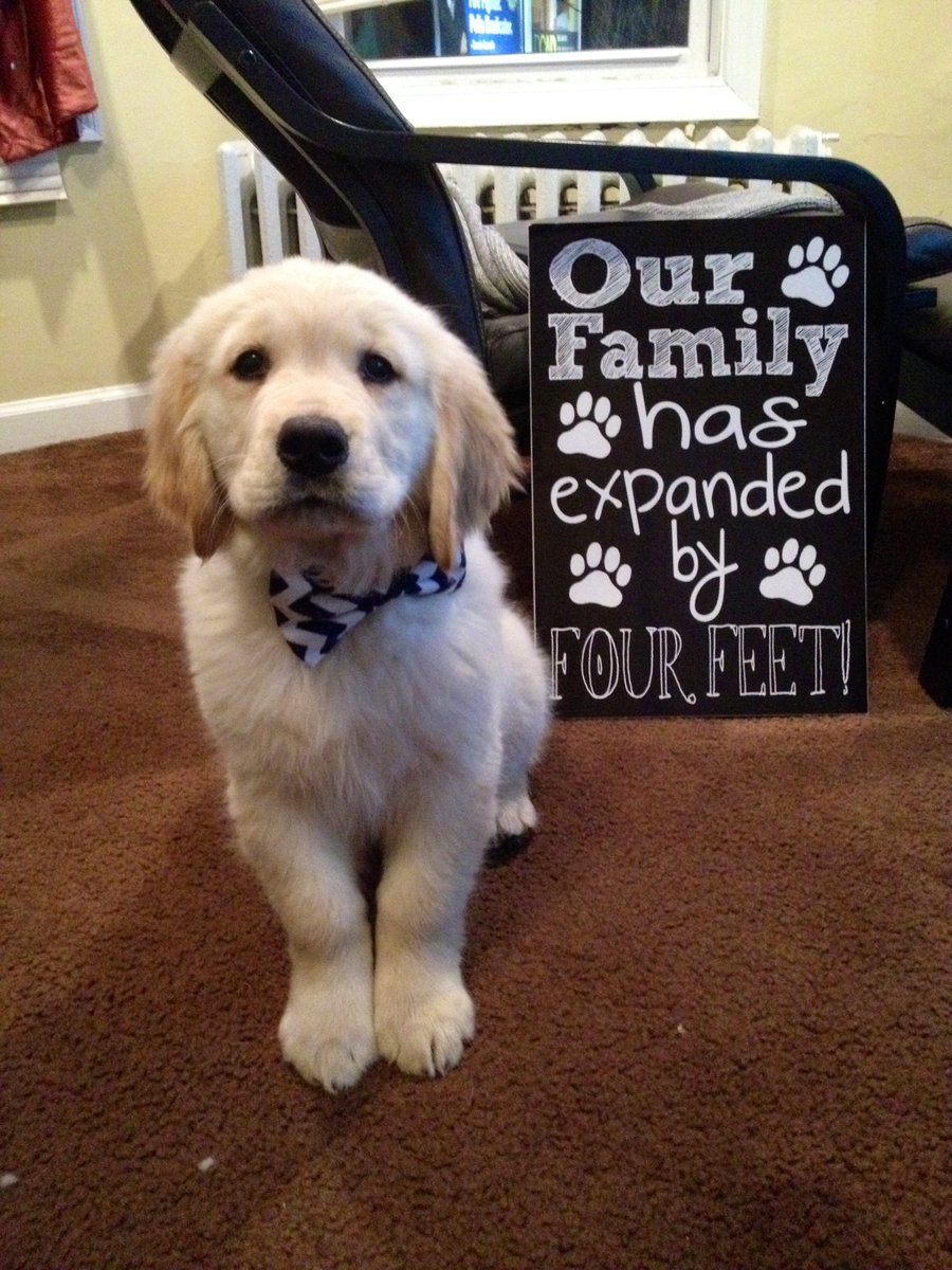 jamesweaver1993's tweet photo. New Puppy Announcement - Our Family Has Expanded by Four Feet &amp;lt;3 &amp;lt;3 &amp;lt;3 https://t.co/3Ago0HvRzF