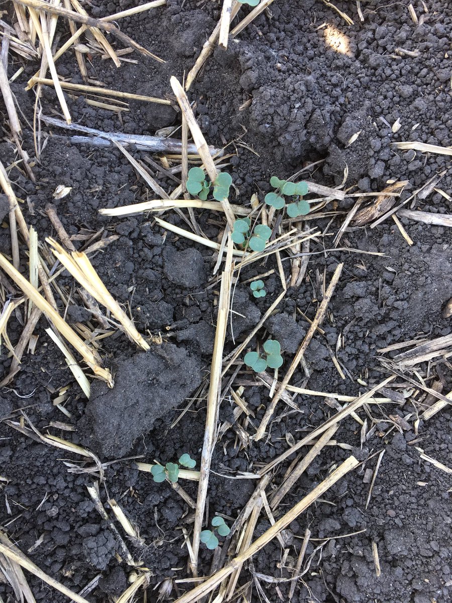 Jason Klassen tweet media