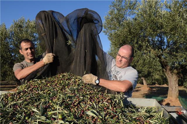 hechoenPirineos's tweet photo. Contra la despoblación, recuperando explotaciones antiguas y modernizando la producción, no  se puede pedir más 💚 Oro líquido con poder antioxidante en #Costean.
https://t.co/Ku7L0horx4 #aceite https://t.co/yLejmgT7iZ