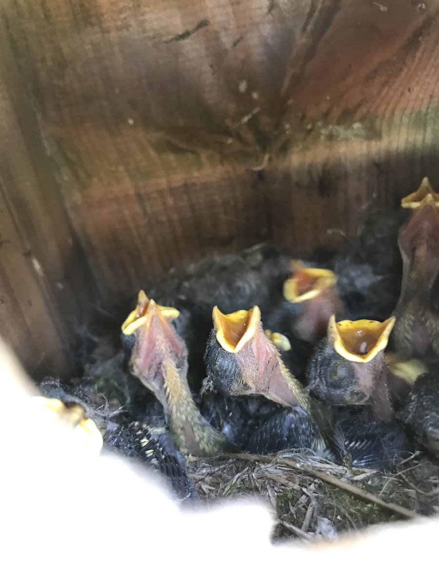 Pearsonla's tweet photo. @BBCSpringwatch https://t.co/GrmI5svJK2