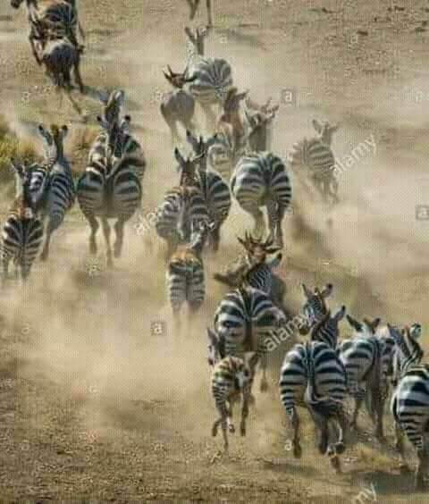Realifti1's tweet photo. National geographic in action Some screen shots of JUI protests against #FATAMerger 👇👇 #RealityOfDiesel https://t.co/3cs0k6HTwl