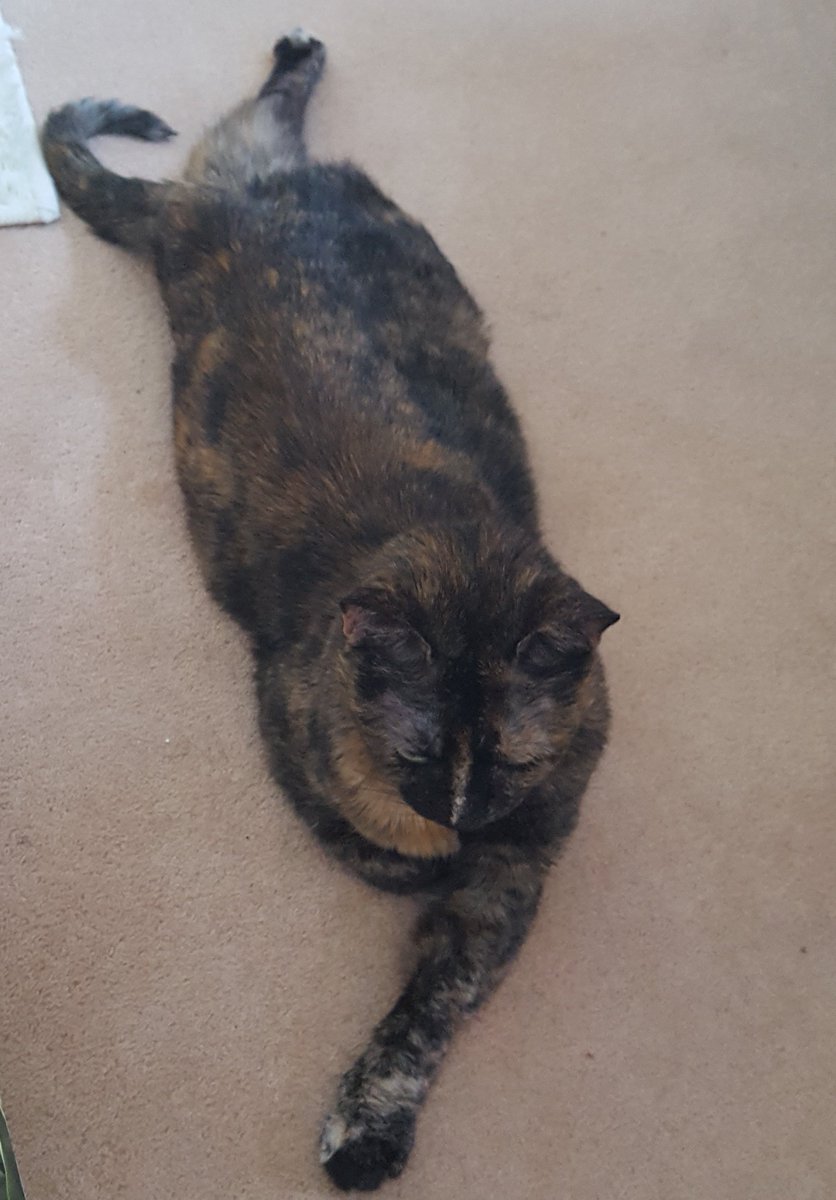 coombes_angie's tweet photo. Mummy says i do lie in some funny positions, what do humans know 😀😍🐾 https://t.co/G29FZCNkOO