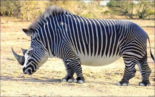 weirdanimalsgo's tweet photo. Zhino https://t.co/DsujtSt5pk